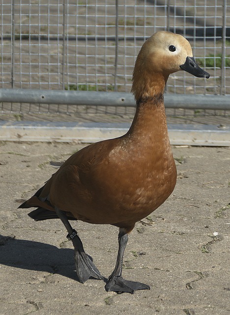 人鼓舞的信